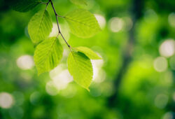 光と緑の葉