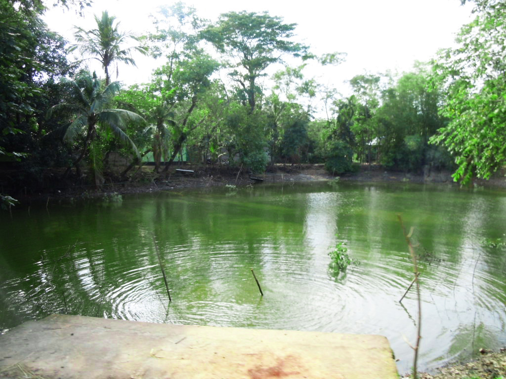 アジアの水がきれいな池